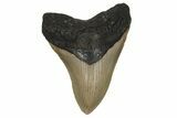 Fossil Megalodon Tooth - North Carolina #236756-1